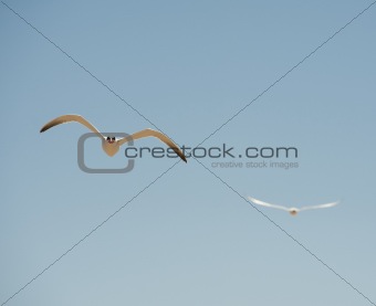 Two caspian terns in flight