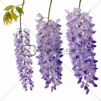 Wisteria flowers