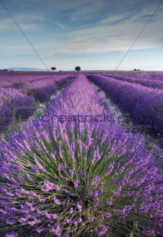 Lavender field in Provence during early hours of the morning