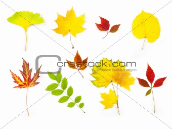 Different Autumn Leaves /  XXLarge size / isolated on white