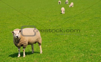 Sheep on a green meadow, the Netherlands