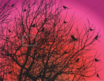 birds on tree branches on dawn sky