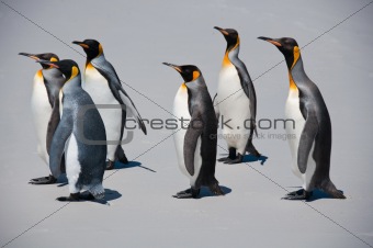 Group of Six King Penguins on the Beach