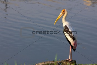 standing stork
