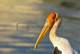 potrait of a stork