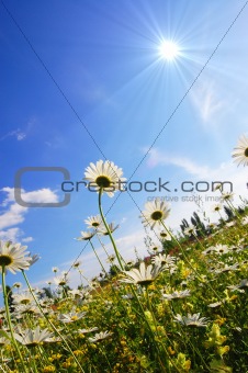 flower in summer under blue sky