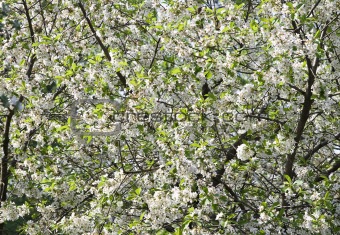Flowering apple-tree background