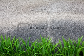 Green grass against a grey wall