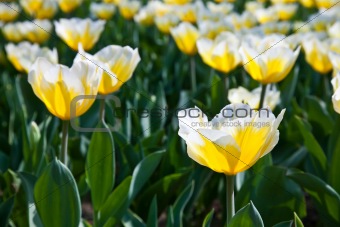 Tulips - Jaap Groot varieties