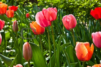 Spring tulips impregnated by the sun