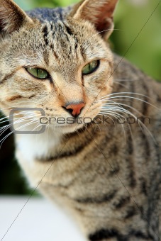Adult tabby cat looking over the edge of a white table
