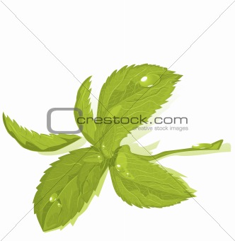 Fresh green mint leaves