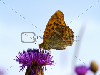 The motley butterfly on a thistle flower