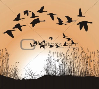 Reeds and Geese