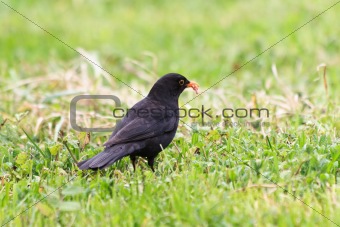 blackbird (turdus merula)