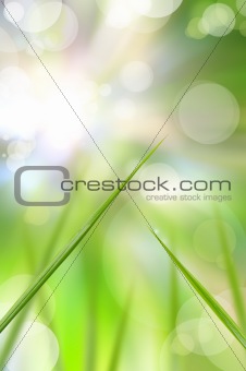 abstract beautiful fresh grass and light reflect in morning