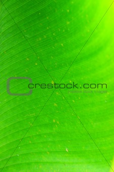 green leaf for background