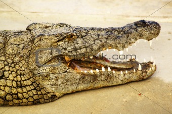 Alligator shows his teeth 