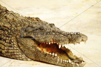 Alligator shows teeth 