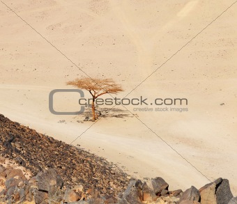 Lonely dry tree in Egypt desert
