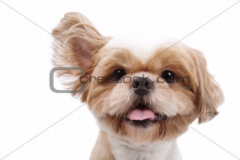 Adorable little dog listen and lift ear and isolated on  white background.