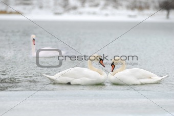 love and fidelity of the swans 