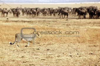 Masai Mara Cheetah Stalking Wildebeest