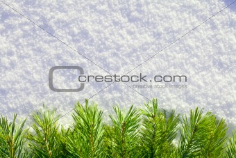 Winter forest background