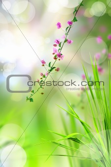 pink flower and fresh grass with light reflect in morning