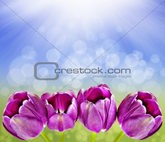 Spring background with tulips and sun