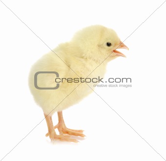 chirping chick