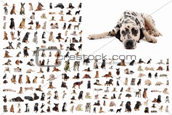group of dogs and dalmatian