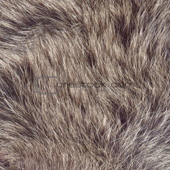 Animal Fur