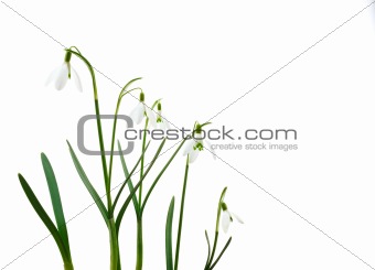 Group of growing snowdrop flowers  isolated on white background