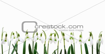 Group of snowdrop flowers  growing in row,  isolated on white background