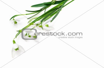 Group of snowdrop flowers  isolated on white background