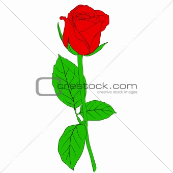 One red Rose in hand drawn style