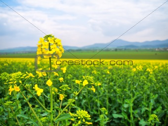 Flowering oilseed rape