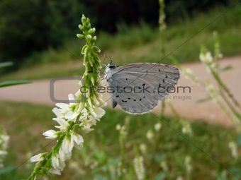 Small gray butterfly