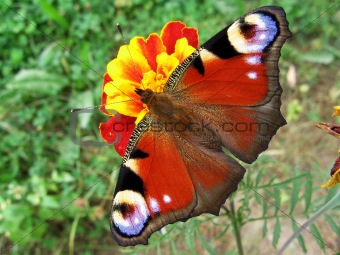 Peacock butterfly on flower