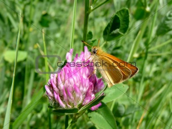 Small butterfly on flower