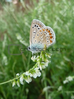 Small butterfly with spots on wings