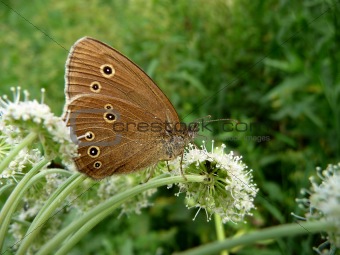 Velvet butterfly with eyes on wings