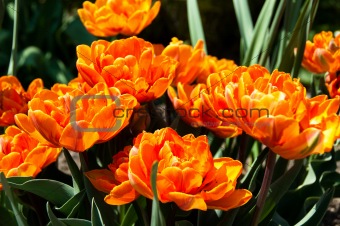 Red Orange Tulips garden