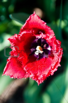 Red Tulip in Garden