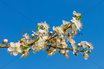 Flowering cherry twig