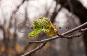 Leaf buds horse chestnut in early spring