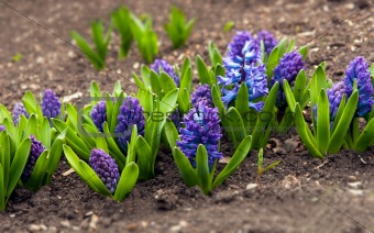 Blue Hyacinth in a garden in Donetsk, Ukraine.