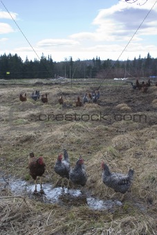 Chickens in pasture on farm