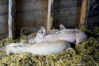 Pigs sleeping in barn
